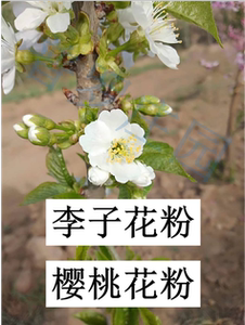 003人付款淘宝梨树花粉 苹果树杏树李子桃树樱桃花粉人工授粉专用活性
