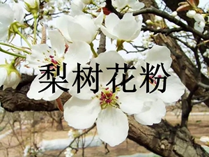 梨树授粉花粉 雪梨鸭梨 晚秋黄梨 玉露香 红香酥 翠冠皇冠梨花粉