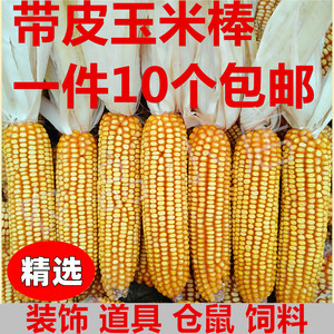 干玉米棒子农家2023新玉米棒教学道具干装饰玉米穗1份10穗包邮