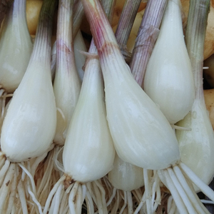 8010人付款淘宝荞头新鲜现挖无叶茭头生头藠头教头可腌制泡菜乔头农家