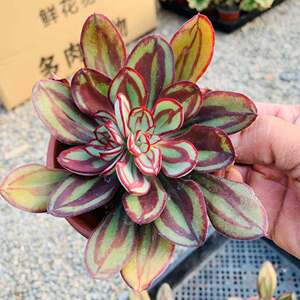 丸叶红司多肉植物颜色分明状态好全店满38包邮涵涵肉多多