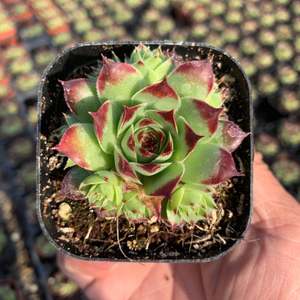 柔情 多肉植物长生草系列带一圈侧芽状态好店满38包邮涵涵肉多多