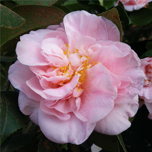 西施牡丹 茶花 盆栽苗 原生苗扦插苗 粉色茶花 大型花 四季常青