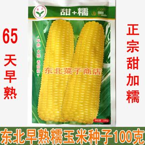 早熟玉米种子