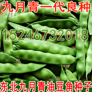新东北油豆角籽 无筋无柴 开锅烂 高产正宗直角九月青 架油豆种子