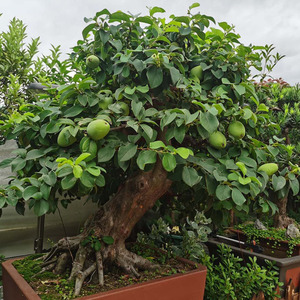 木瓜盆景盆栽日本花梨树桩庭院阳台客厅观果杂木大型绿植地栽植物