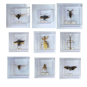 昆虫标本透明盒装养殖真蝴蝶儿童教学认知礼物蝉天牛螳螂蝗虫甲虫