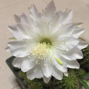 金盛丸仙人球防辐射开白花草球仙人掌多肉植物室内盆栽品种大全