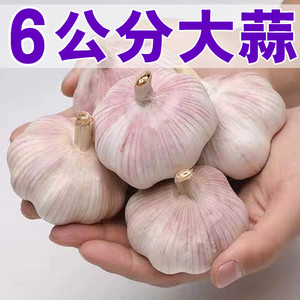 新晒干大蒜头紫白皮大蒜6公分大果5斤装当季蔬菜干蒜可做种子