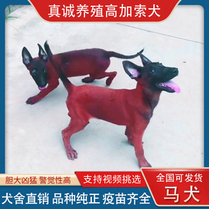 马犬幼犬纯种家庭中型犬科目犬双血统爆红黄黑马犬活体看家护院犬