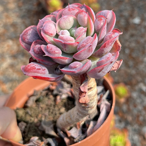 多肉植物 精品可选 雨滴群泪无痕 老桩 18cm盆 阳台庭院小盆栽