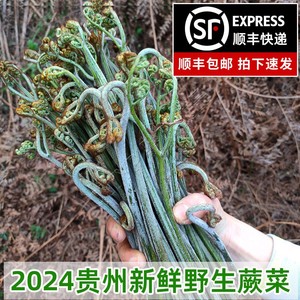 【顺丰】贵州食用野生蕨菜当季现摘 高山新鲜蔬菜西洋豆瓣水芹菜