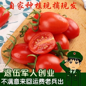 圣女果新鲜山东生吃小柿子水果孕妇蔬菜农家自种西红柿千禧小番茄