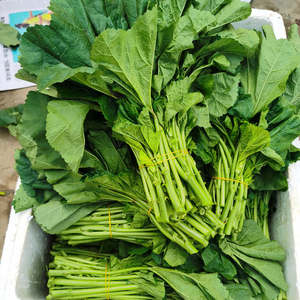 苋菜新鲜冬苋菜