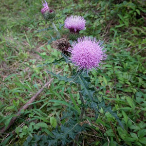 药材500g正品野生大蓟草小计青青草刺狗牙刺儿菜干货中草药12人付款