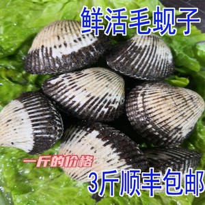 大连海鲜特产 现挖鲜活新鲜毛蚬子 蚶子毛蛤 生鲜 包邮_阿里巴巴找货