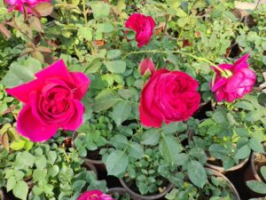 伊芙酒窖 古月花香月季花坊扦插苗盆栽种苗灌木大花月季玫瑰