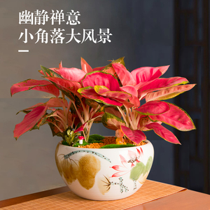 中国红如意皇后吉利红盆栽开业乔迁办公室净化空气室内红叶大盆景