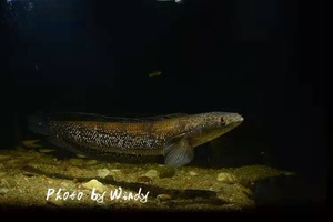 000人付款淘宝泰国五点雷龙鱼 雷龙类 热带鱼 观赏鱼江河水族贸易