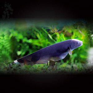 羽毛刀魔鬼刀鱼怪鱼古代鱼观赏鱼淡水热带鱼活体宠物鱼