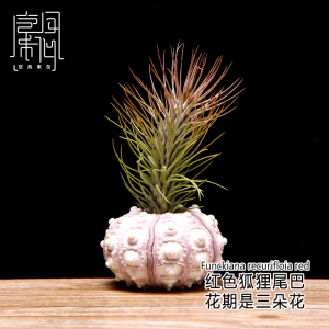 空气凤梨狐狸尾巴