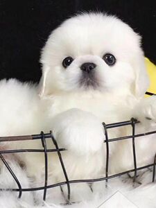 纯种京巴幼犬活体白色小型犬京巴狗狗狮子狗京巴宠物狗小京巴活体