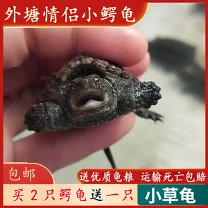 外塘冷水鳄鱼龟苗活物北美鳄龟黑色凶猛杂佛黄观赏淡水小乌龟活体