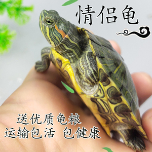 家养小乌龟苗活物绿色网红巴西彩龟一对红耳龟观赏宠物龟水龟活体