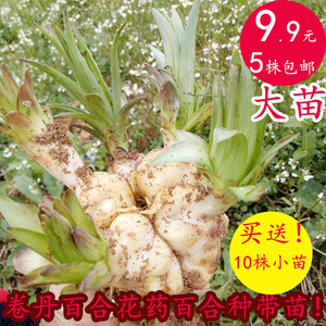 001人付款淘宝百合种子种仔兰州百合种籽种球甜百合种苗食用百合花苗