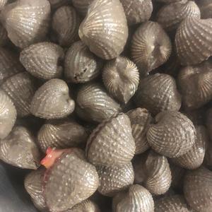 温州乐清血蛤500克花蛤新鲜水产品贝类带泥海鲜大蚶雪哈本地泥螺