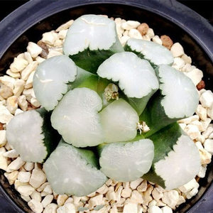 天照万象无纹糯窗万象十二卷空门白瓷玉扇锦多肉植物霓虹灯