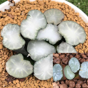 一物一拍白瓷万象新品经典十二卷多肉植物天照空门盐湖城白瓷