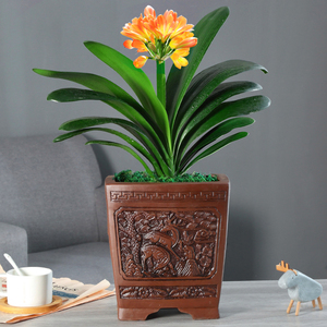 君子兰苗精品国兰圆头