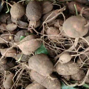 新鲜地苦胆 九牛胆九莲子野生九龙胆野生地苦胆金果榄金牛胆250g