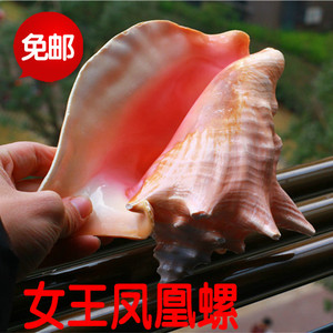 女王凤凰螺