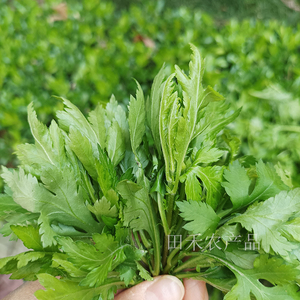 9月南京特色菊花脑露天野生叶菜蔬菜老根多次采摘野菜新鲜包邮