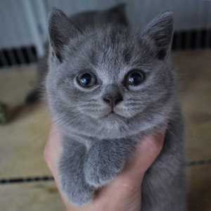纯种蓝猫幼猫英短折耳猫幼崽活体矮脚英国短毛猫小猫宠物猫咪活物