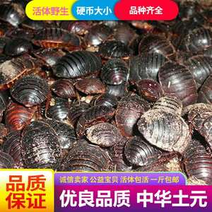 大母虫土元活体土鳖虫地鳖虫种虫产卵母土鳖接骨虫骨折用礼品250g