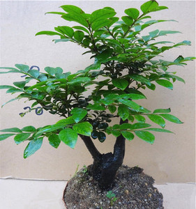 包邮檀香黑檀木老树桩植物盆栽室内桌面绿植小叶紫檀盆景花卉