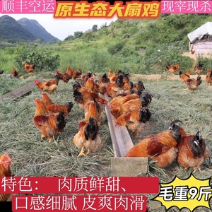 0011人付款淘宝广东清远阉鸡毛重5斤正宗农家土鸡新鲜现杀散养鸡线鸡