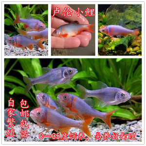 卢伦真小鲤彩虹精灵灯鱼鱼苗鱼卵活体冷水热带鱼观赏鱼淡水鱼原生