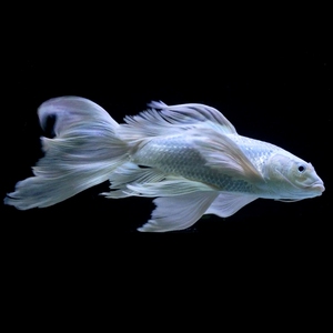 【台湾蝴蝶龙鲤】台湾蝴蝶龙鲤品牌,价格 - 阿里巴巴