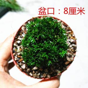 日本超微型 蝉小川菖蒲草 迷你绿植室内附石盆栽水景盆景水培植物