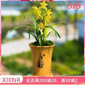 【七彩神童】带盆栽好兰花苗盆栽建兰四季兰浓香客厅办公室内绿植