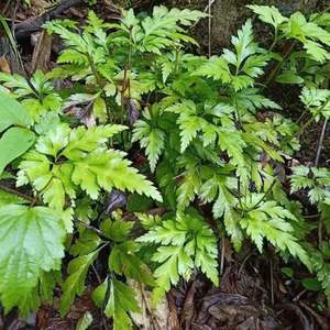 黄连苗深山珍稀药材植物黄连苗草类鸡爪现挖黄连盆栽中草药