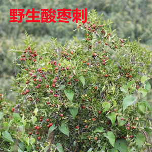 野生枣刺 酸枣刺 植物耳钉 耳针 山枣针耳棒茶叶棒茶棒耳洞 包邮