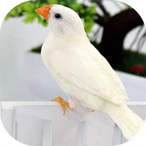 鹦鹉活鸟白灰色