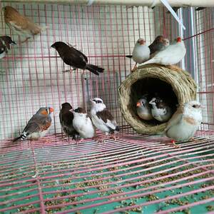 保姆鸟活物十姐妹鸟活体鸟文鸟观赏幼鸟繁殖下蛋鸟宠物灰白珍珠鸟