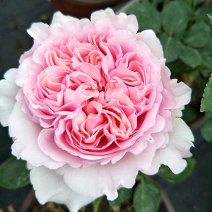 伊芙幻塔索斯月季扦插中苗盆栽大花浓香阳台庭院四季玫瑰花木本花