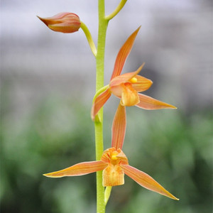 惠兰兰花苗新品黄金万两浓香名贵品种包成活易开花花大花多盆栽